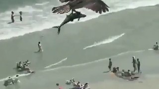 Huge bird of prey catches shark-like fish on beach!