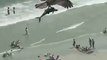 Huge bird of prey catches shark-like fish on beach!