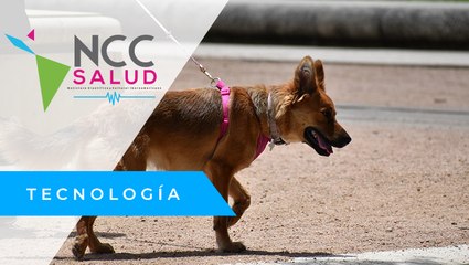 México trabaja con perros para mejorar la eficacia en la detección de COVID-19