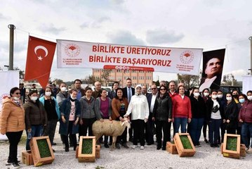 Bodrum ve Milas'ta 70 kadın üreticiye 700 koyun