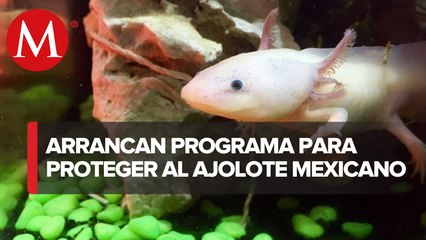 Proyecto 'Chinampa Refugio' para la preservación de los ajolotes en la CdMx