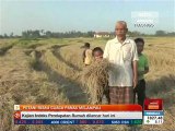 Petani di Kedah risau cuaca panas melampau