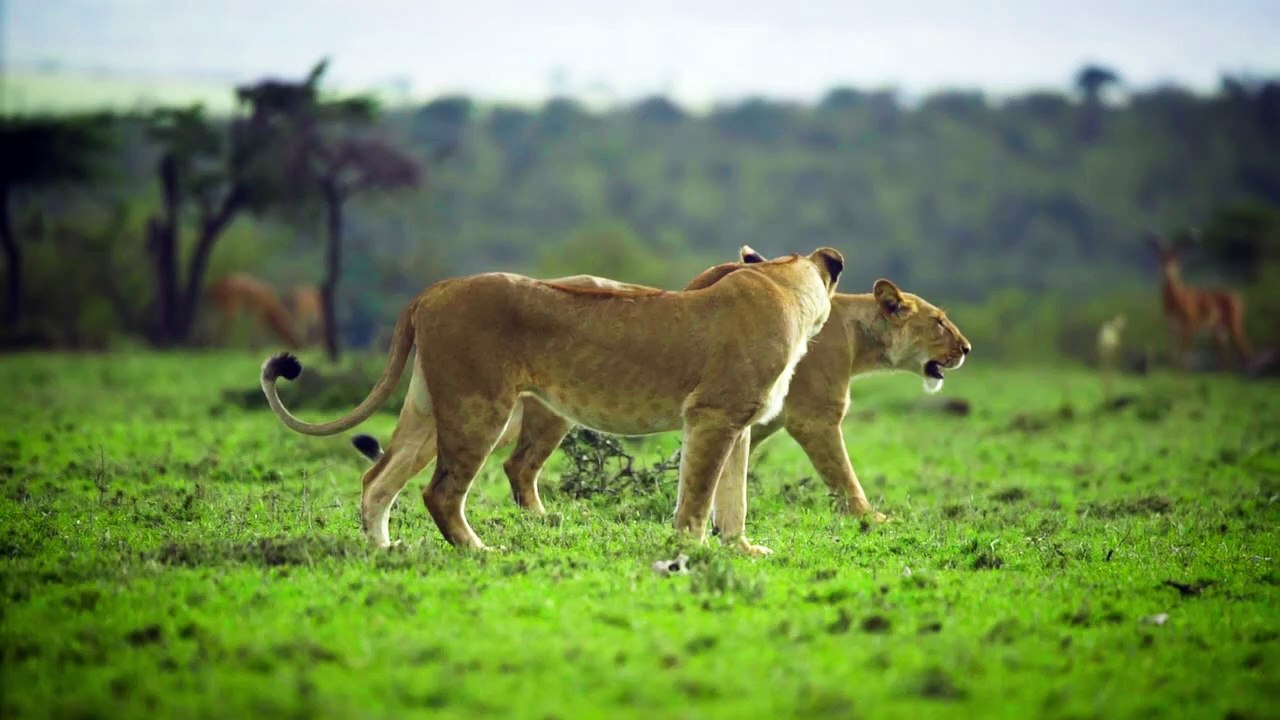 Pair of Lion Walking Together HD