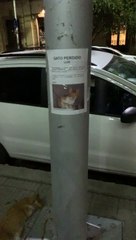 Lost Cat Found Under Its Own Missing Sign
