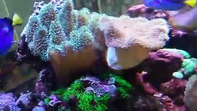 aquarium ikan hias laut