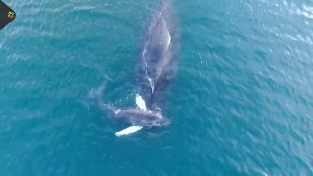 ext-ballena-corregido-170222