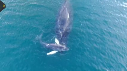 ext-ballena-corregido-170222