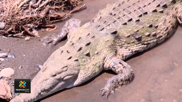 tn7-Por qué atacan los cocodrilos-170222
