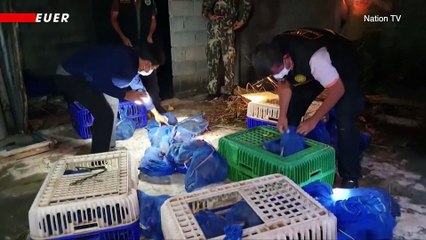 Nearly 100 Monkeys Discovered at an Abandoned House