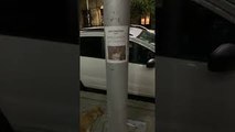 Lost Cat Found Under Its Own Missing Sign