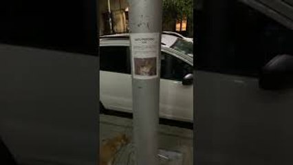 Lost Cat Found Under Its Own Missing Sign