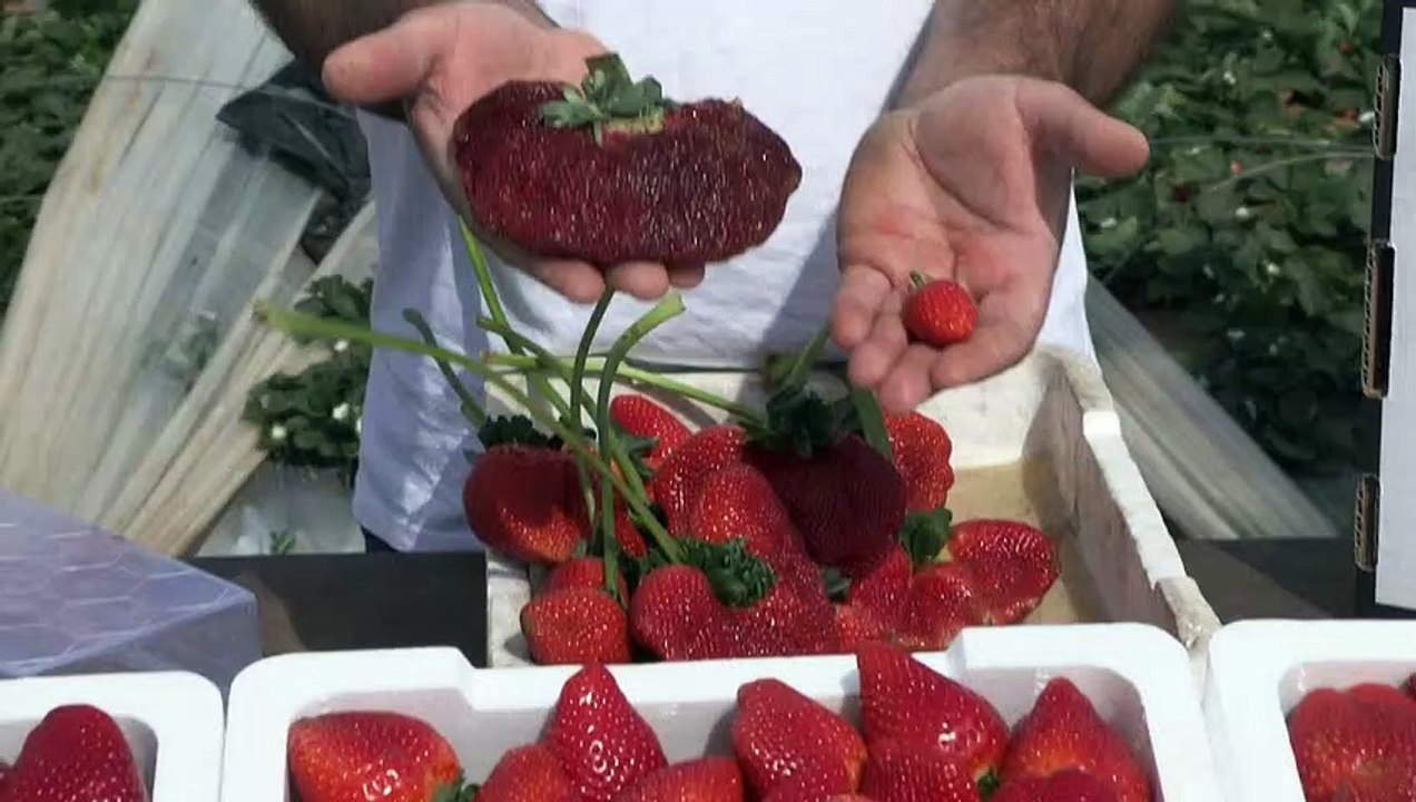 O maior morango do mundo