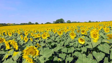 Flying Over Sunflower Field