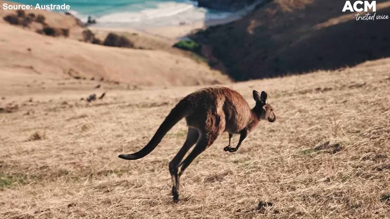 How Australia's new national brand logo was created by Indigenous graphic designer Toby Bishop | February 18, 2022 | ACM
