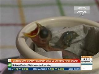 Saintis giat usaha pelihara spesis burung pipit bakau