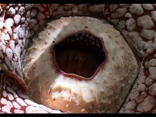 New hope for world's biggest and weirdest flower