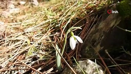 Ne güzel çiçek değil mi ? Koparmanın cezası tam 110 bin TL!