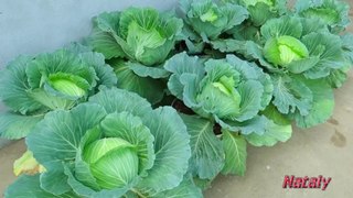 Growing cabbage in the garden