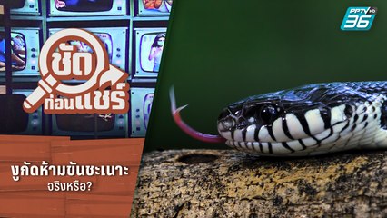 ชัดก่อนแชร์ | ถูกงูกัด ห้ามขัดชะเนาะ จริงหรือ | PPTV HD 36