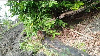 Kebun jambu air merah, penghasil uang yang menggiurkan