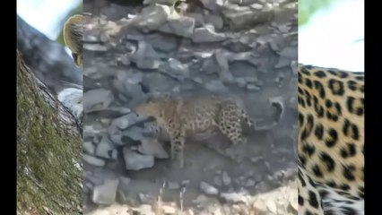 Leopard attack on dog and dog attack on leopard