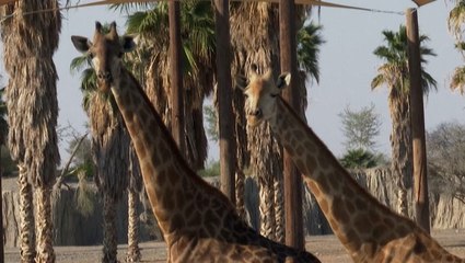The Sharjah Safari provides visitors an adventure