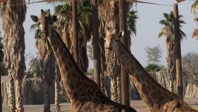 The Sharjah Safari provides visitors an adventure