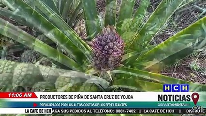 Productores de piña en Santa Elena denuncian alto costo de insumos