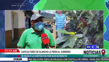 ¡Falta de apoyo! denuncian trabajadores del sector cafetalero en Olancho