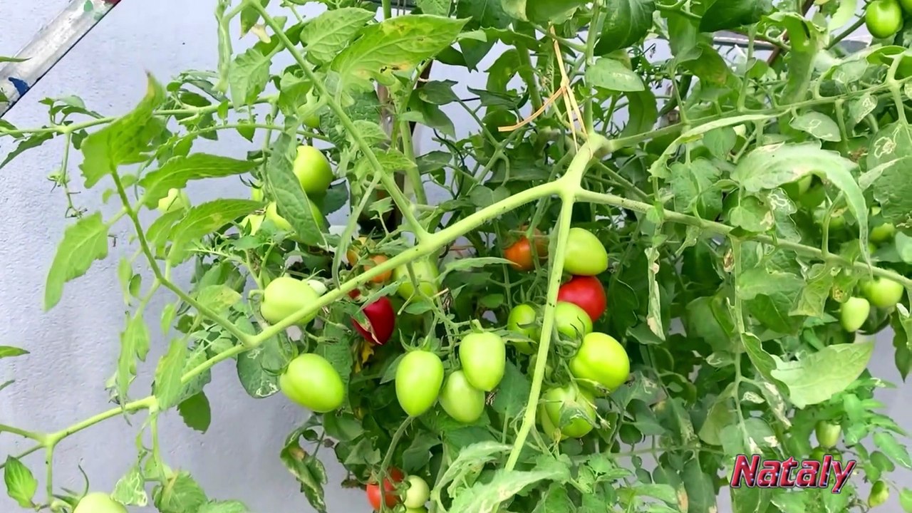 Growing Tomatoes in the Yard