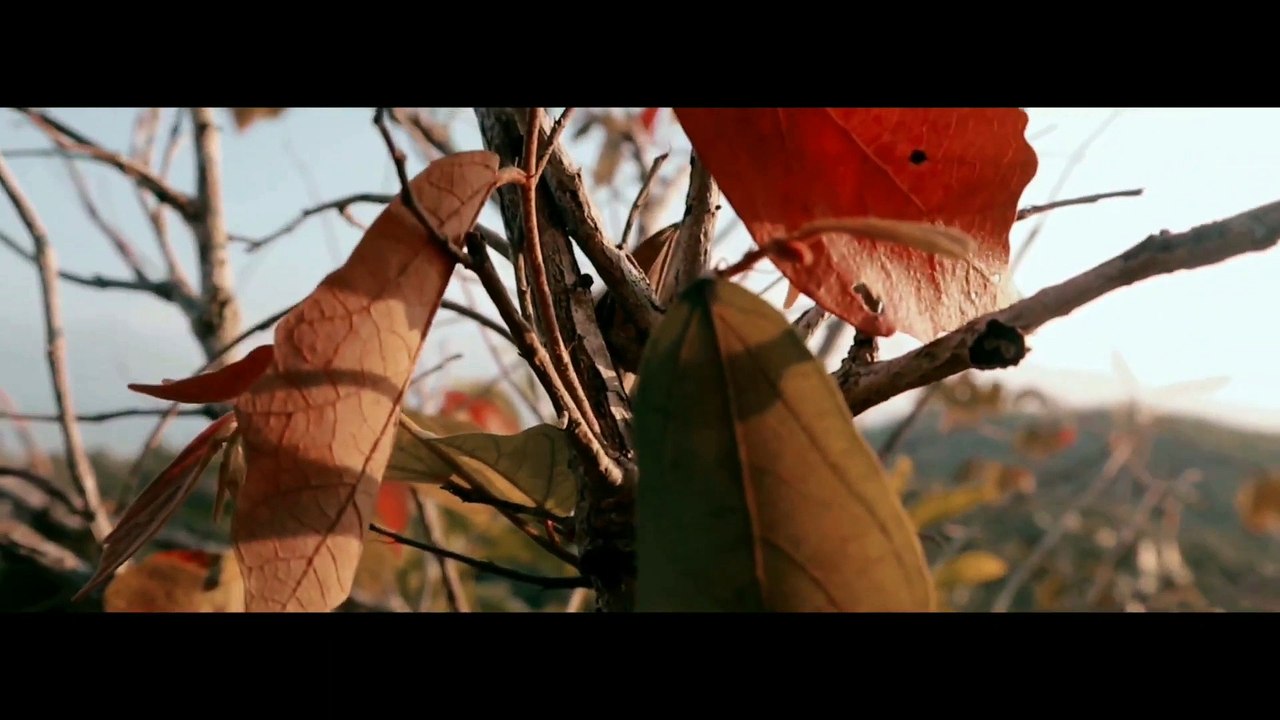 SINGING NATURE CINEMATIC_