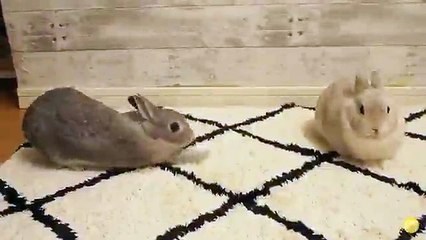 Yakınlaşma ve ilgi görme taktiği diye buna denir bence 
