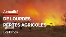 L'Argentine frappée par de gigantesques incendies