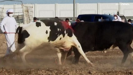 فيديو: مصارعة الثيران في الإمارات.. رياضة تراثية لا تلحقُ أذىً بالحيوان