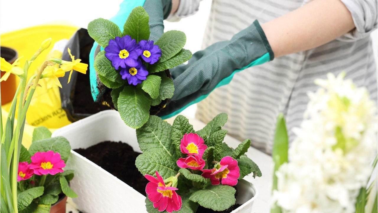 Primeln beim Floristen: Diese Frühblüher sind nicht frosthart