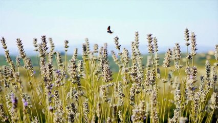 Le eccellenze territoriali protagoniste al "Ferrara Food Festival”