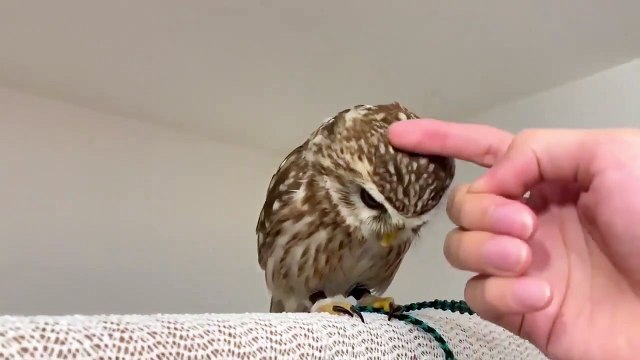 指に乗ってという意味だったのに、なでなでと誤認して喜ぶフクロウ | A happy owl who misinterpreted the word stroking to mean fingering .