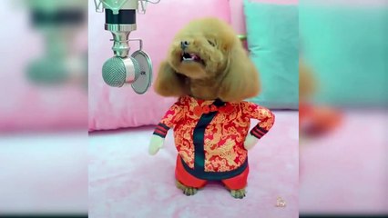Baby Dogs - Cute and Funny Dog Videos Compilation #2 _  Animals