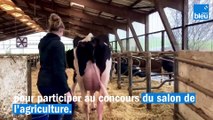 La vache Pétra au salon de l'agriculture