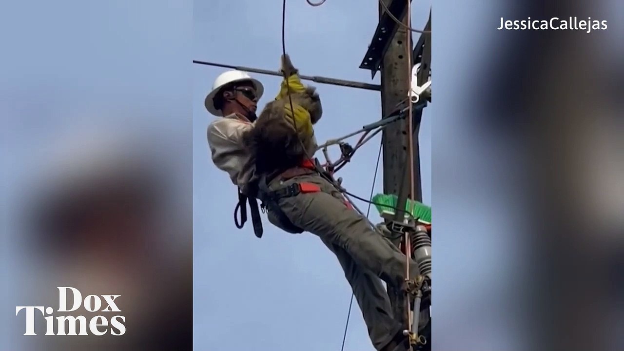 Penyelamatan Seekor Kukang yang Bergelantung di Kabel Listrik di Colombia