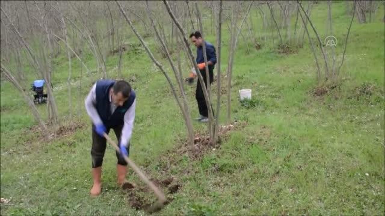Gübre fiyatlarındaki indirim fındık üreticilerini sevindirdi