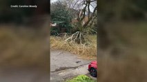 Gravesend tree ripped down by Storm Eunice