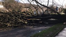 Storm Eunice brings down tree in Halifax