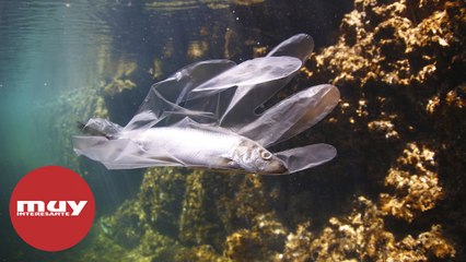 Hay demasiado plástico en el planeta, advierte un nuevo estudio