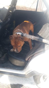 Son dakika haber: MAHALLELİ PİTBULL BESLEDİĞİNİ İHBAR ETTİ, 14 BİN 982 TL CEZA KESİLDİ