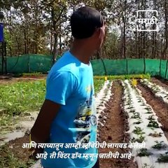 Watch: Successful Strawberry Farming Experiment At Palghar