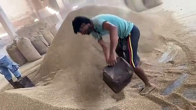 JODHPUR KRISHI MANDI घी-तेल में उबाल, जीरा, ग्वार-गम में तेजी जारी