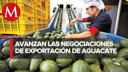 Gobierno de Michoacán espera que se reanude exportación de aguacate a EU entre hoy y mañana