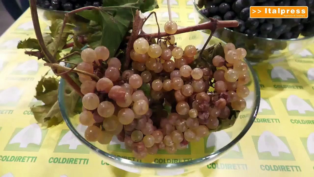 Veronafiere, al via Vinitaly Special Edition