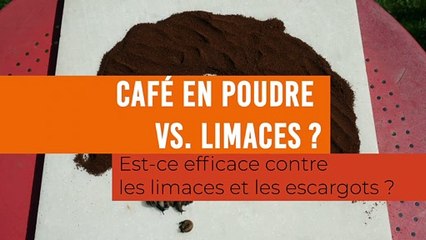 Café en poudre vs  limaces et escargots : est-ce que ça marche ?